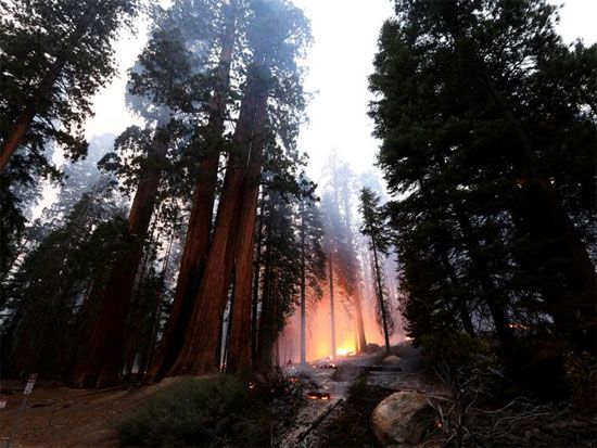 حرائق الغابات المشتعلة