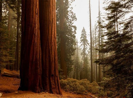 غابات كاليفورنيا