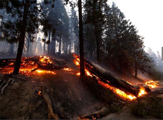 حرائق غابات كاليفورنيا