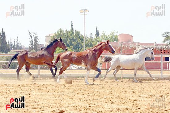 مزارع-الخيول-تصوير-ماهر-اسكندر27-8-2021-(14)