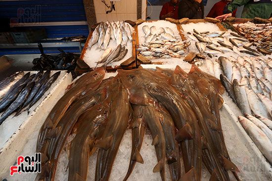 سمك الشبين في بورسعيد