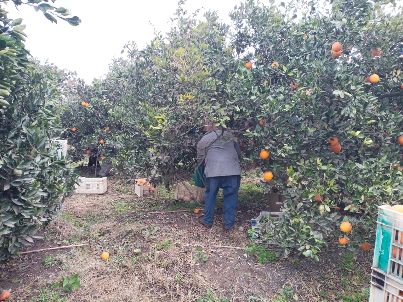 جانب من حصاد البرتقال بالقليوبية