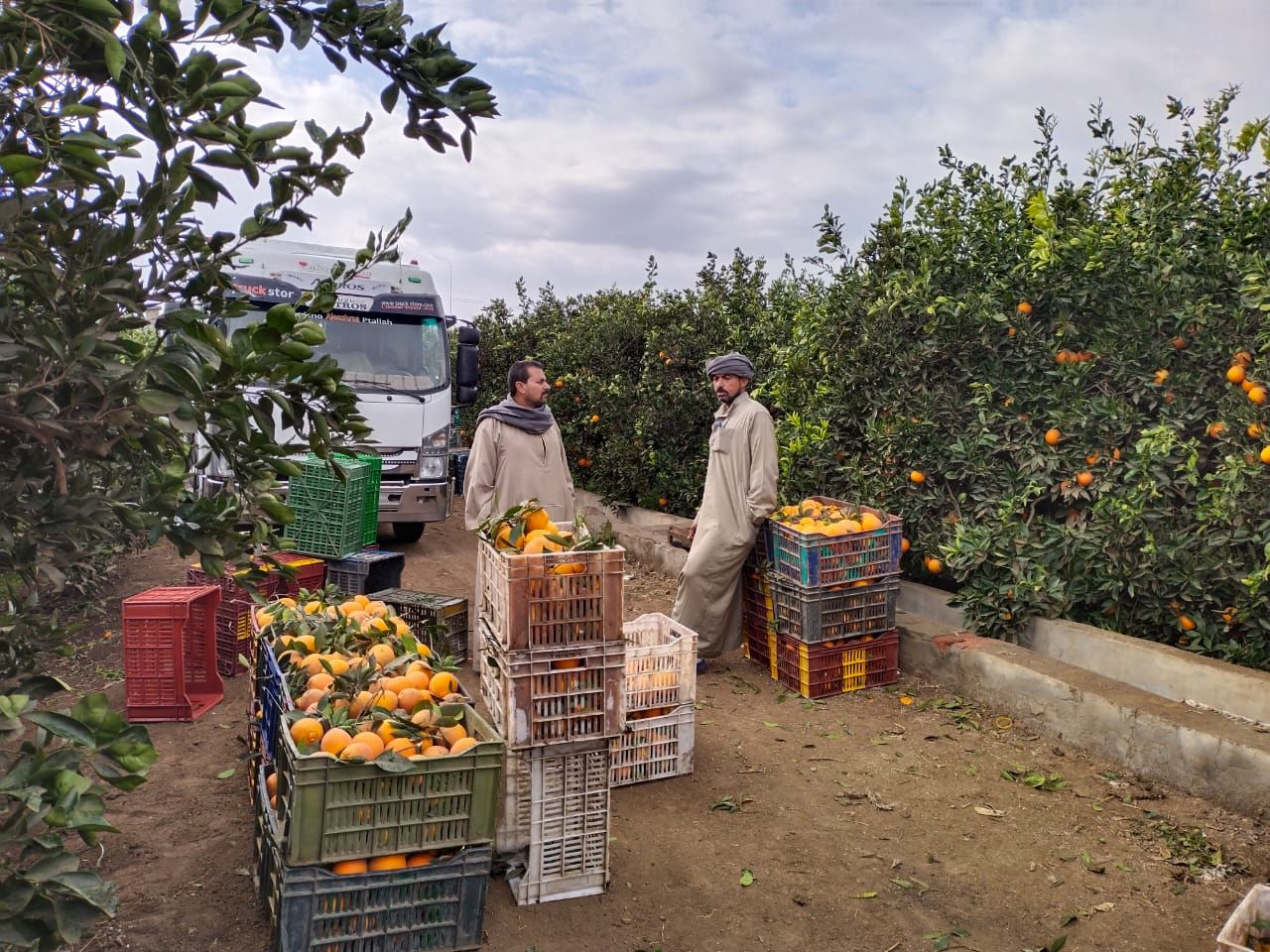موسم حصاد البرتقال بالقليوبية
