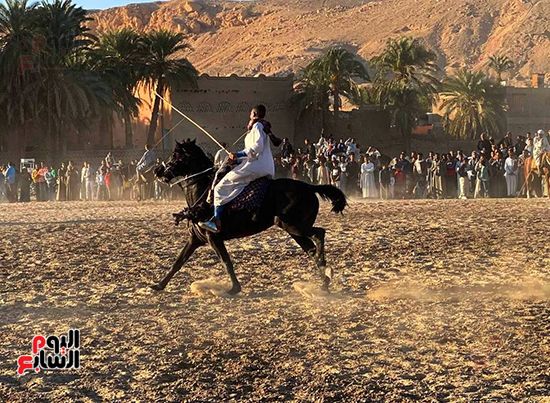 رقصات مميزة للخيول فى مولد أبو القمصان