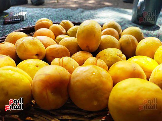 أجود-أنواع-المشمش-بالقليوبية أجود-أنواع-المشمش-بالقليوبية