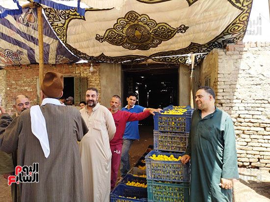 جانب-من-مزاد-مشمش-العمار-بالقليوبية_1 جانب-من-مزاد-مشمش-العمار-بالقليوبية_1