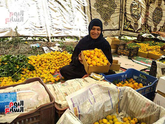 105374-مشمش-قرية-العمار-بيخلى-الناس-ترقص-من-فرحة-السنة-(9) 105374-مشمش-قرية-العمار-بيخلى-الناس-ترقص-من-فرحة-السنة-(9)