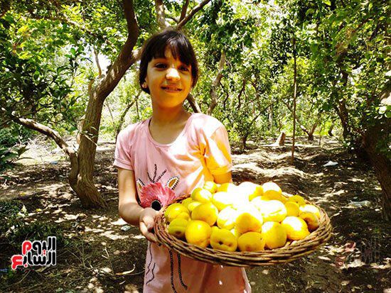 طفلة-تحمل-المشمش-على-طبق-خوص طفلة-تحمل-المشمش-على-طبق-خوص