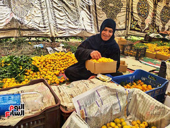113962-مشمش-قرية-العمار-بيخلى-الناس-ترقص-من-فرحة-السنة-(6) 113962-مشمش-قرية-العمار-بيخلى-الناس-ترقص-من-فرحة-السنة-(6)