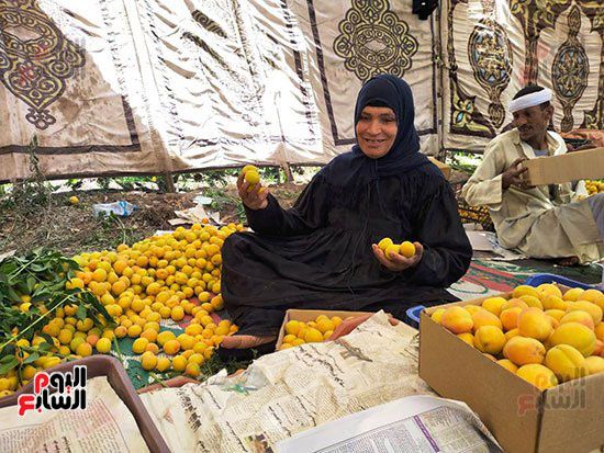98109-مشمش-قرية-العمار-بيخلى-الناس-ترقص-من-فرحة-السنة-(8) 98109-مشمش-قرية-العمار-بيخلى-الناس-ترقص-من-فرحة-السنة-(8)