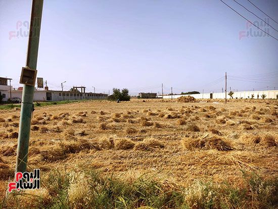 جانب-من-زراعات-القمح-بالأقصر جانب-من-زراعات-القمح-بالأقصر