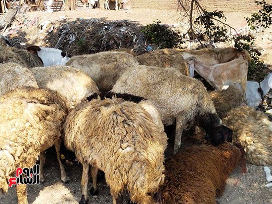 خراف-القليوبية خراف-القليوبية