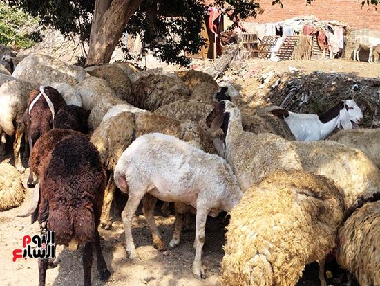 أسواق-الاضاحى-بالقليوبية أسواق-الاضاحى-بالقليوبية