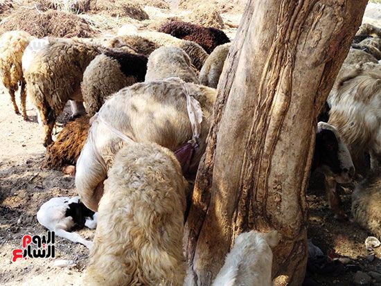 سوق-الخراف-بالقليوبية سوق-الخراف-بالقليوبية