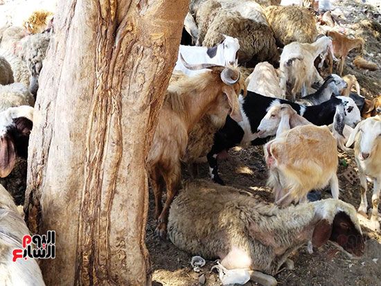 المعاز-بالقليوبية المعاز-بالقليوبية