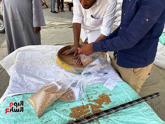 الفرز-على-مدار-الساعة-للقمح الفرز-على-مدار-الساعة-للقمح