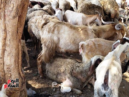 الاضاحى-بالقليوبية الاضاحى-بالقليوبية