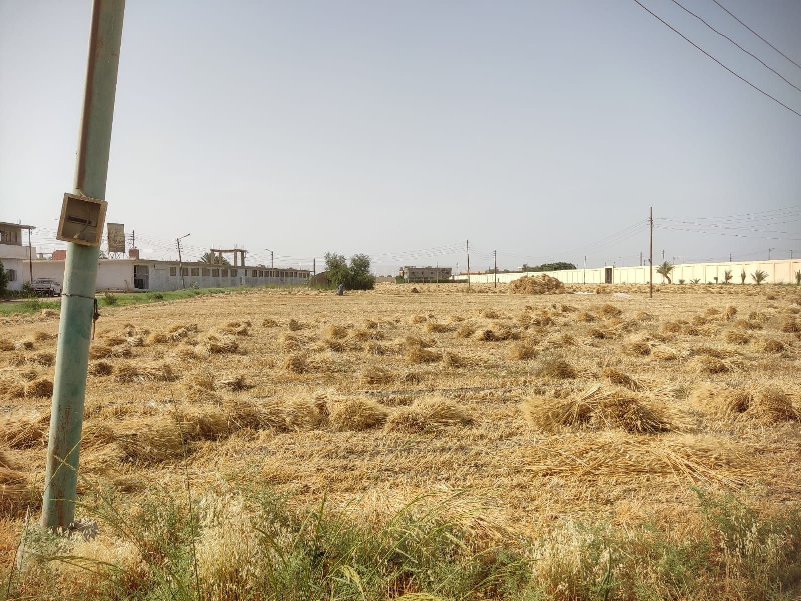 جانب من زراعات القمح بالأقصر جانب من زراعات القمح بالأقصر