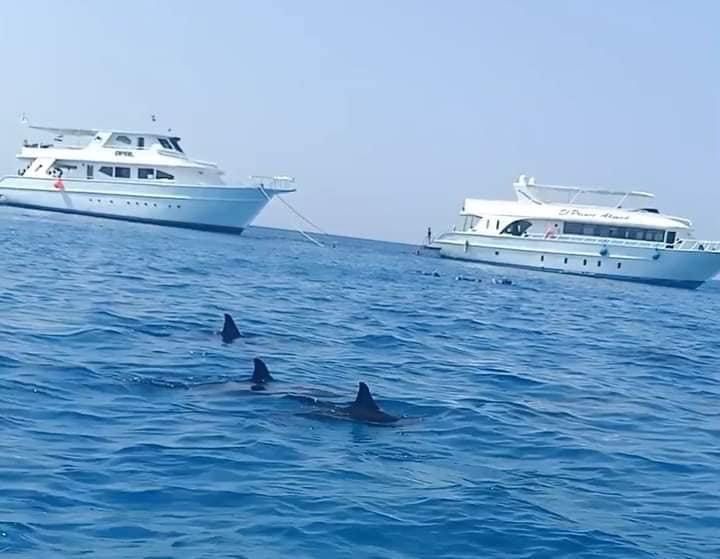 الدلافين بالقرب من اللنشات