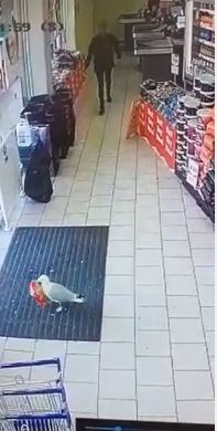 الطائر الطائر