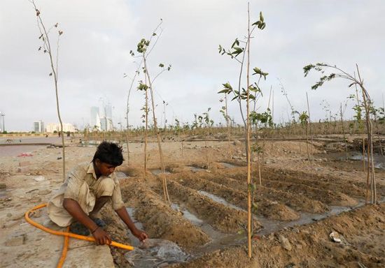 مبادرة التشجير محاولة جديدة للحد من تغيرات المناخ فى باكستان