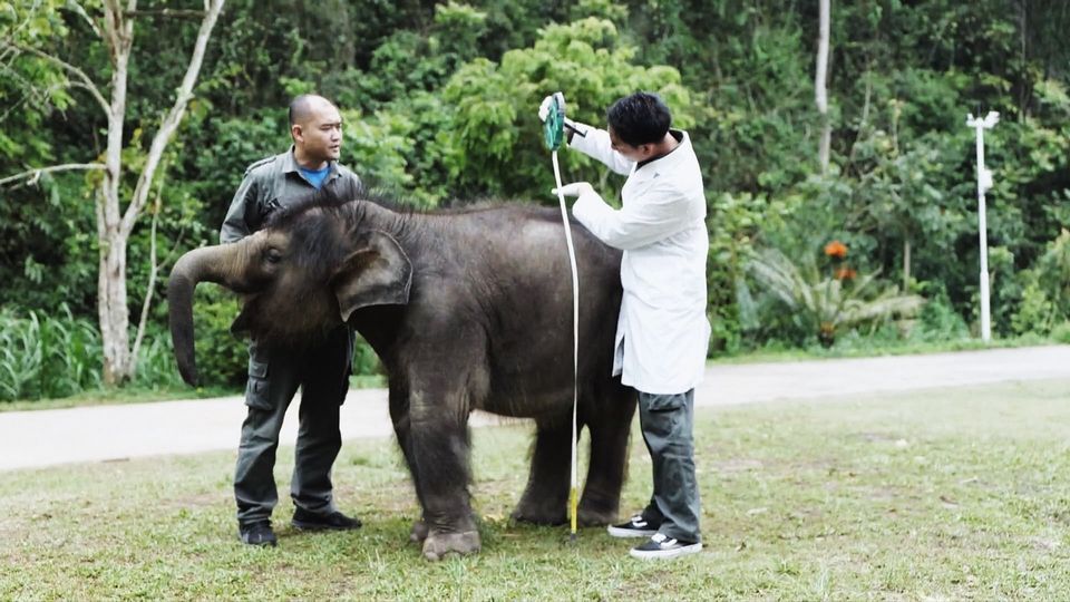 الشاب الصيني يقدم الرعاية الطبية للأفيال