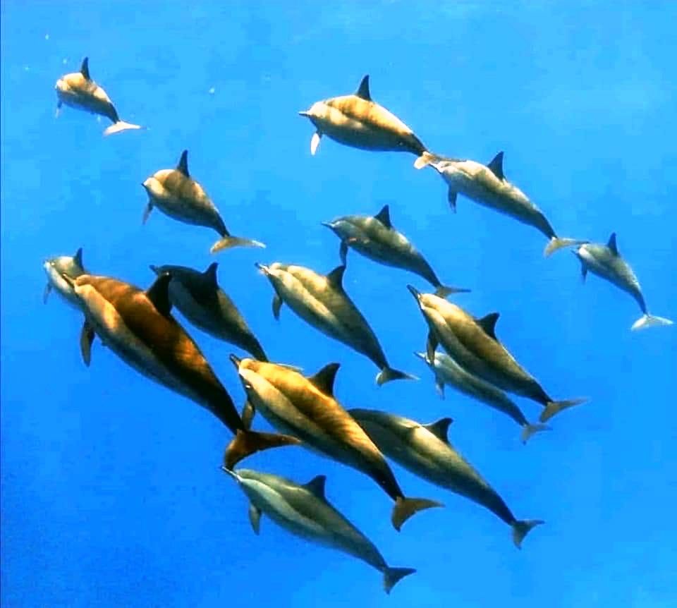 الدلافين البحرية المحرم صيدها