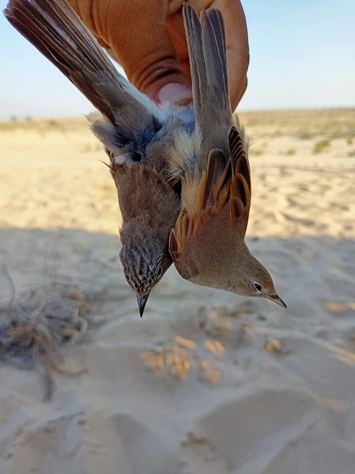 من الصيد من الصيد