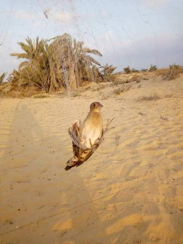 شباك الصيايدين 2 شباك الصيايدين 2