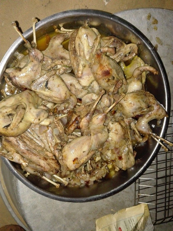 ,وجبة صيد ,وجبة صيد