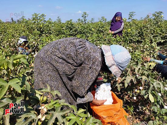 انطلاق-موسم-جني-القطن-بالشرقية-(13) انطلاق-موسم-جني-القطن-بالشرقية-(13)