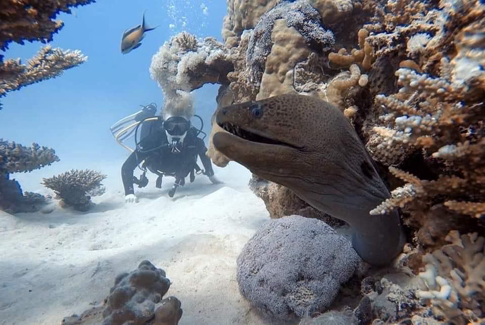 الكائنات البحرية والشعاب المرجانية بالبحر الأحمر