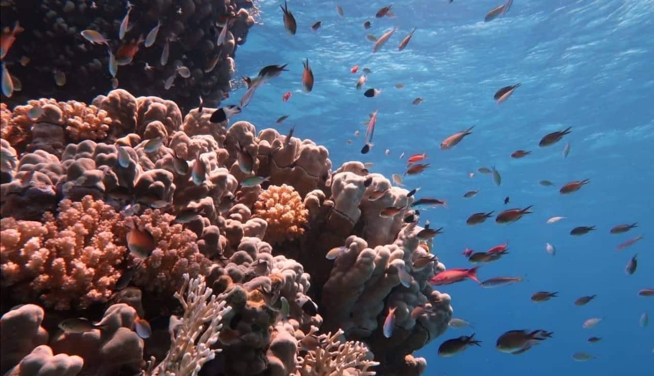 جمال الطبيعة في قاع البحر الأحمر