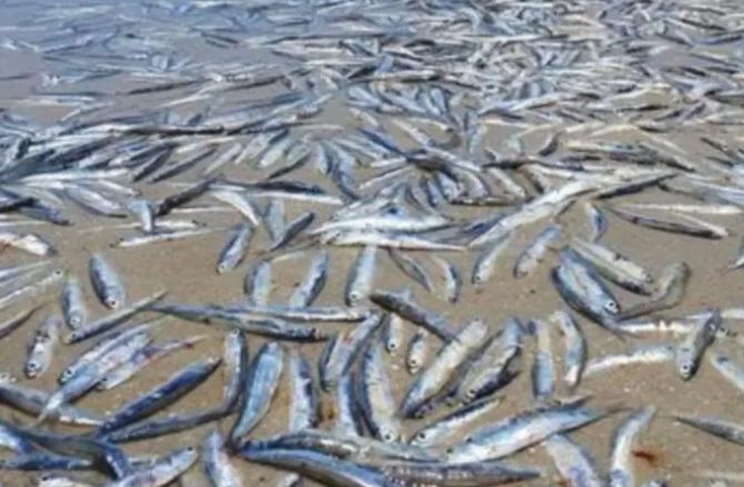 نفوق الأسماك فى شاطئ أسترالى نفوق الأسماك فى شاطئ أسترالى
