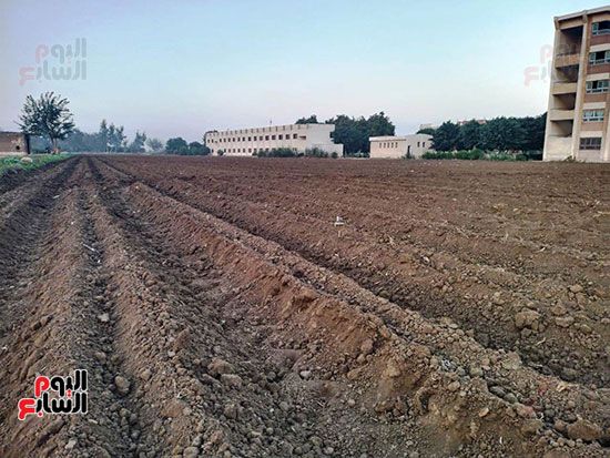 خطوط-الأرض-بعد-زراعتها خطوط-الأرض-بعد-زراعتها