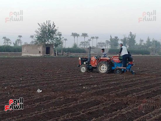 خلال-زراعة-محصول-البطاطس-بالقليوبية