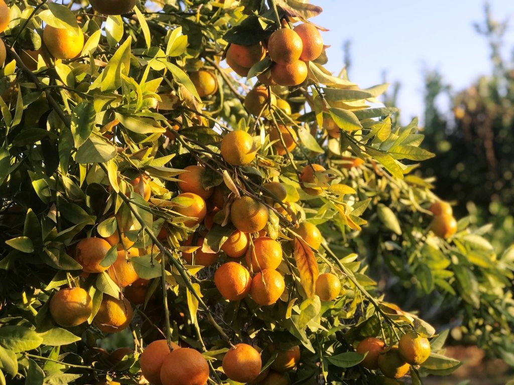 موسم متميز لفاكهة الكلمنينا على ساحل مدينة الشيخ زويد