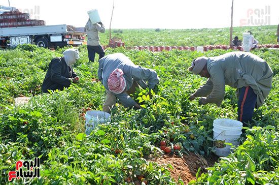 عمال-الأقصر-خلال-جمع-محصول-الطماطم