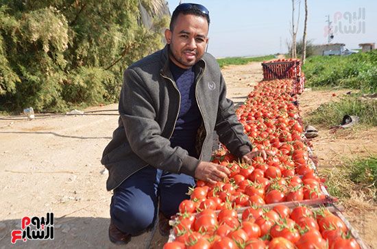 المهندس-أحمد-عبد-الحميد-خلال-حصاد-الطماطم