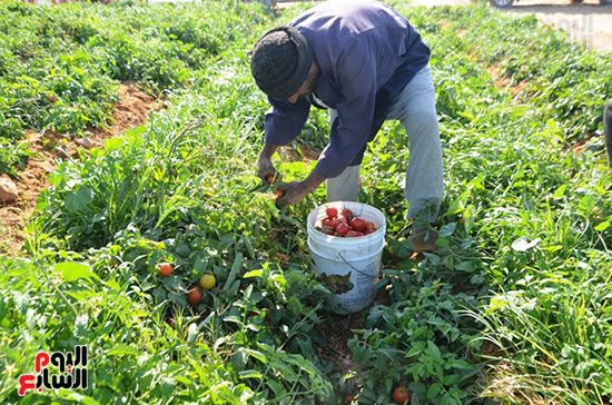 عمليات-جمع-الطماطم-بالمزارع