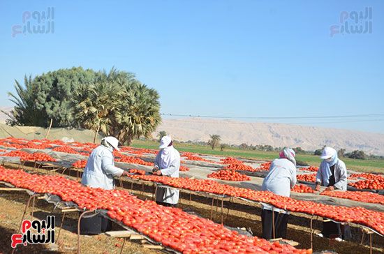 عمل-الفتيات-فى-تجفيف-الطماطم-بالمناطق-الجبلية