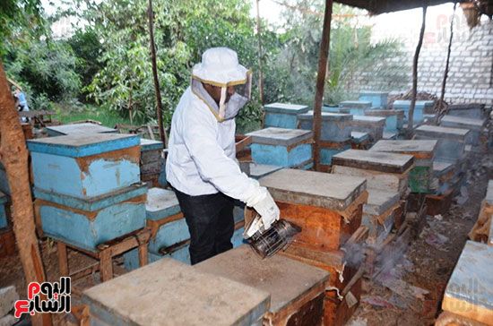 جانب-من-العمل-بالمنحل-يومياً-بمواسم-العسل