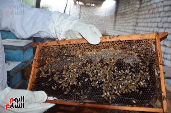 النحل-خلال-دورة-انتاج-العسل-بالمنحل