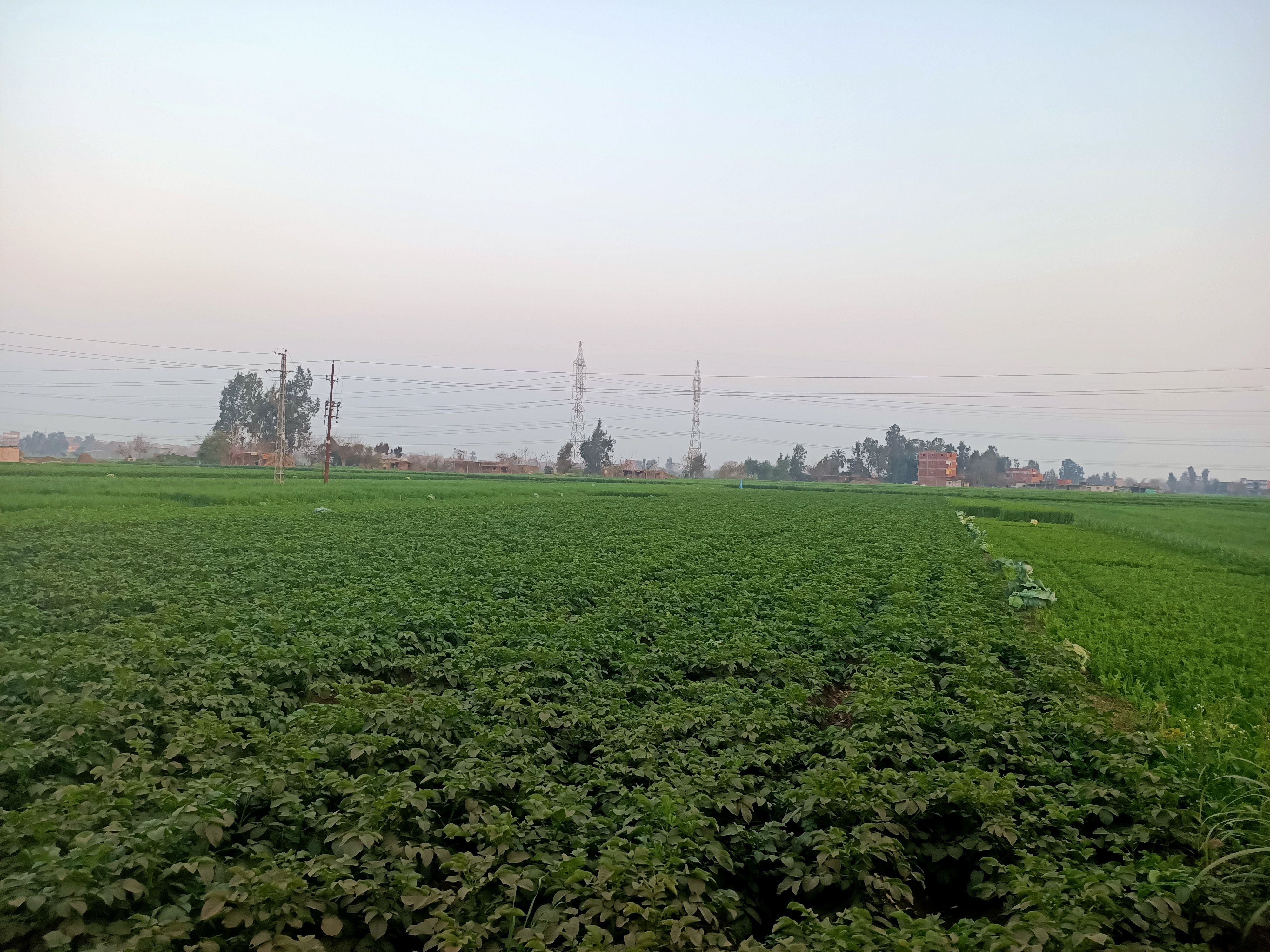 محصول البطاطس يزين حقول المنوفية  (4)