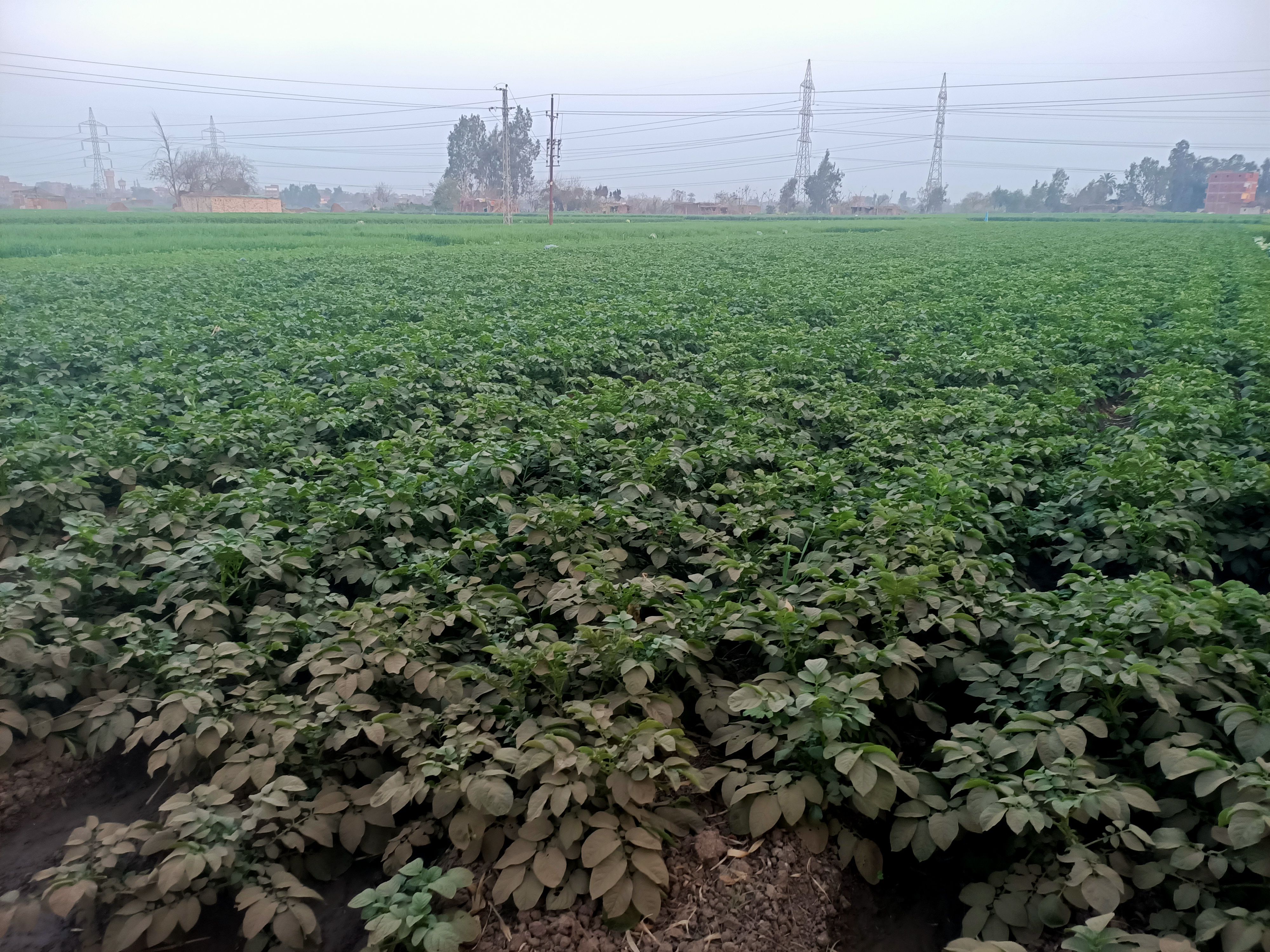 محصول البطاطس يزين حقول المنوفية  (5)