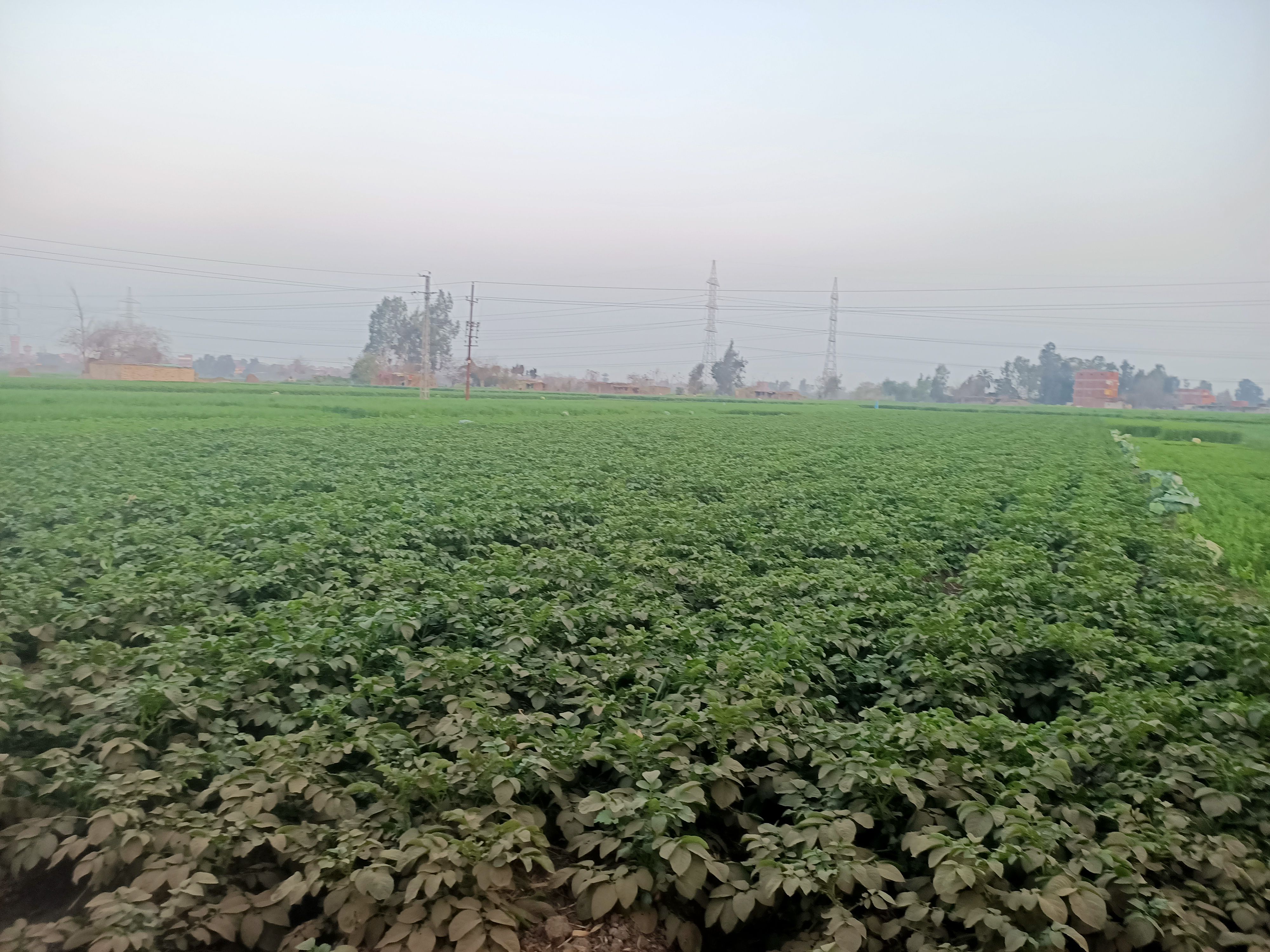 محصول البطاطس يزين حقول المنوفية  (3)