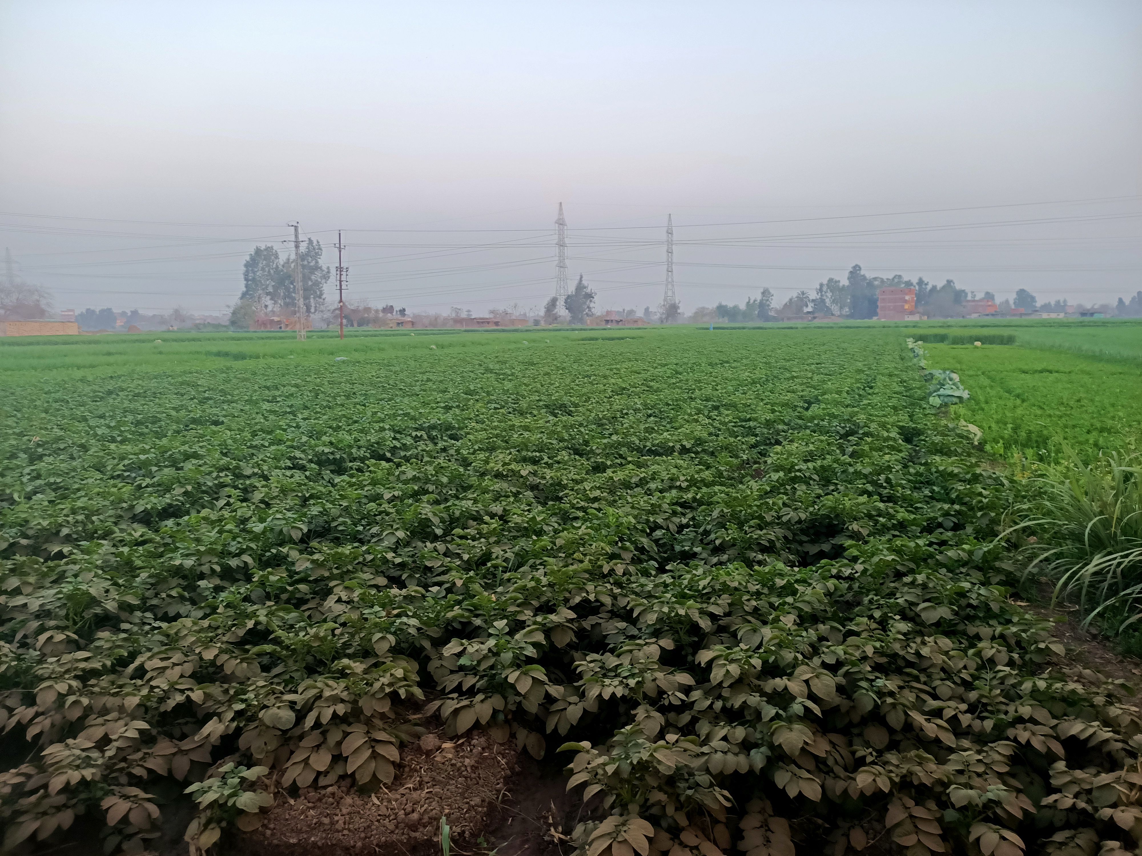 محصول البطاطس يزين حقول المنوفية  (2)