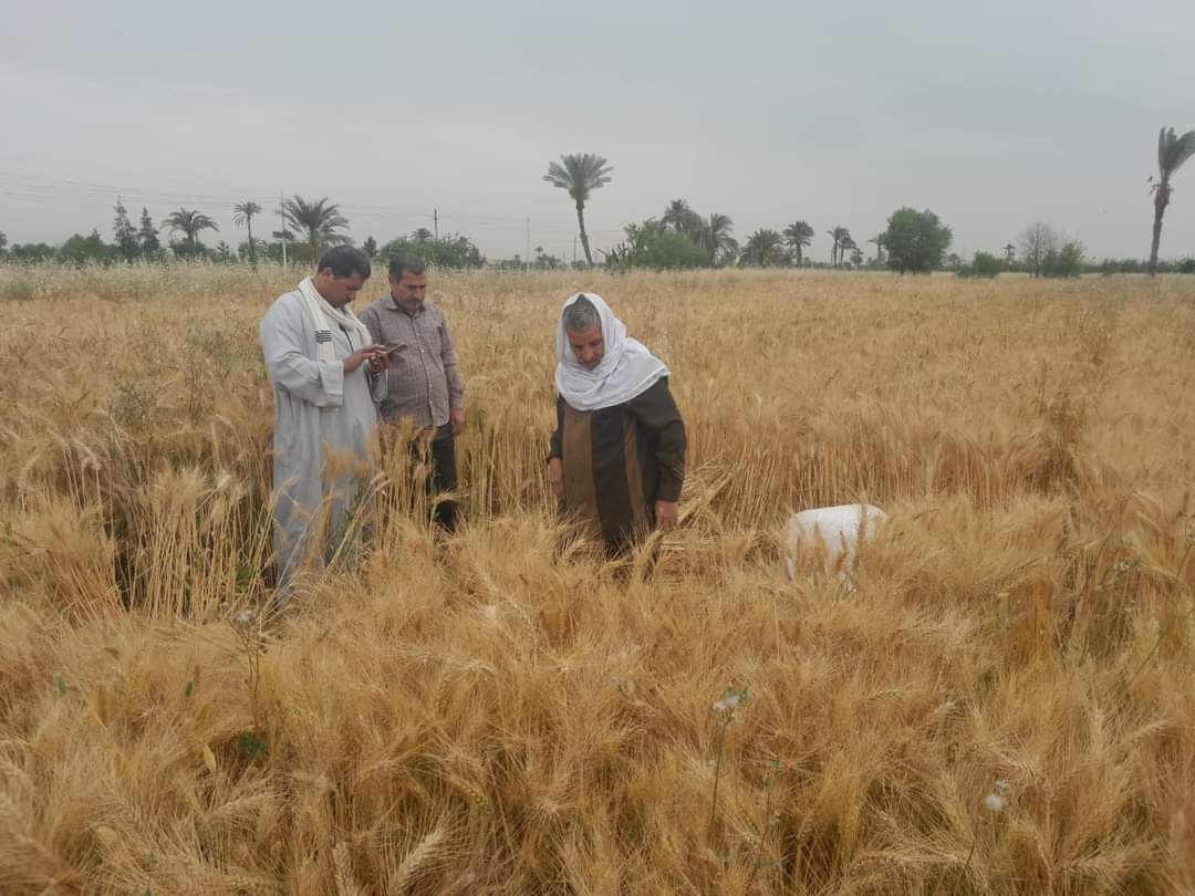 جانب من الحصاد جانب من الحصاد