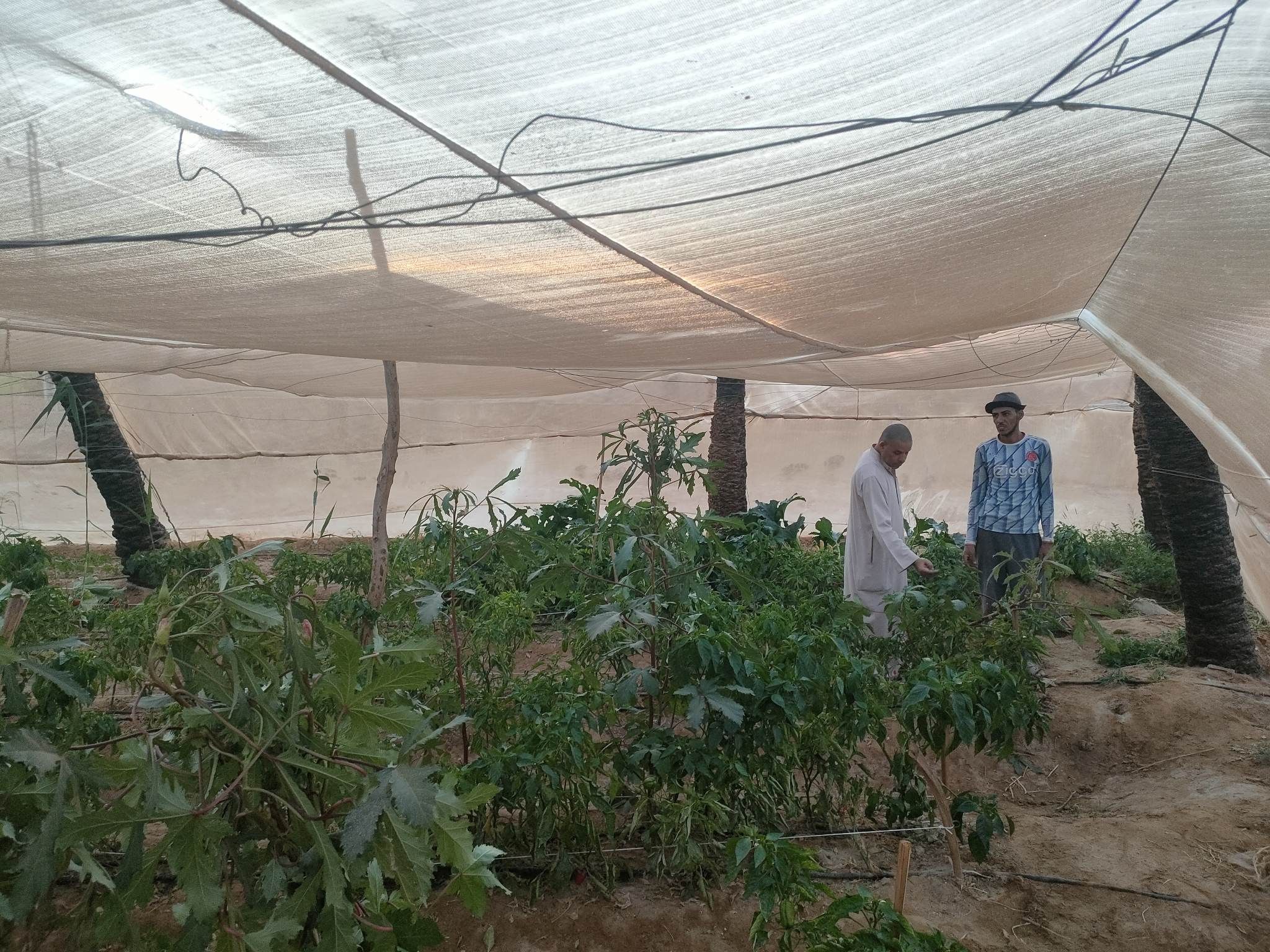 صوب بيئية لإنتاج الخضروات الخالية من المبيدات بالوادى الجديد (33)