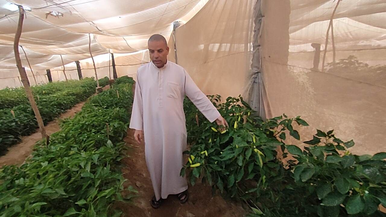 صوب بيئية لإنتاج الخضروات الخالية من المبيدات بالوادى الجديد (14)